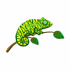 Cute green chameleon on a white background