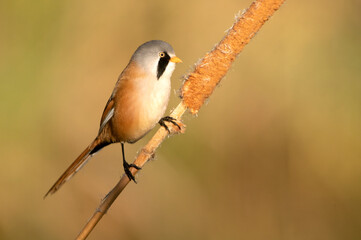 Male Bearded reedling with the first light of day on the vegetation of a wetland in central Spain