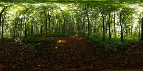 Dark, old Forest in the Summer HDRI Panorama