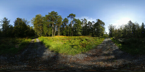 Forest in the Summer HDRI Panorama
