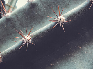 Green cacti in spring in nature, Israel. Macro shot.