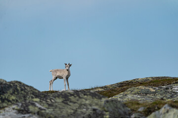 reindeer (Rangifer tarandus)