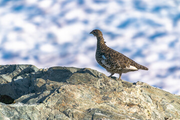 The rock ptarmigan (Lagopus muta)