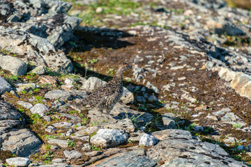 The rock ptarmigan (Lagopus muta)