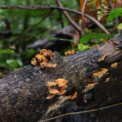 Fototapeta premium mushrooms on tree