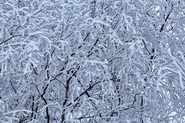 branches covered with frost background abstract winter december view
