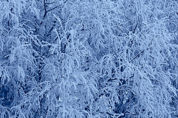 branches covered with frost background abstract winter december view
