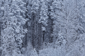 coniferous forest covered with hoarfrost background, winter landscape snow trees