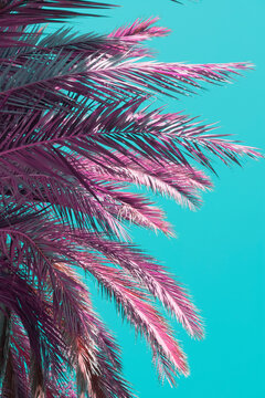 Part of pink bright palm leaves and plants in a tropical garden on blue sky background. Infrared style.