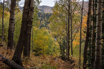 Nature of Dzungarian Alatau in Kazakhstan. Tourism, travel in autumn concept.