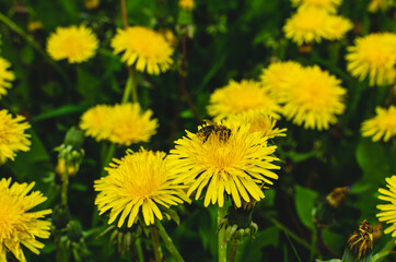 The dandelion secretes nectar and the bees willingly collect pollen and nectar from the dandelion
