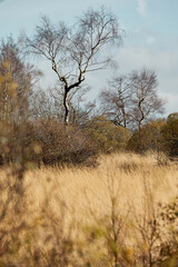 High Fens landscape in Fall. Forest in Autumn.