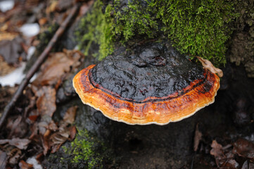tinder fungus bordered mushroom on tree
