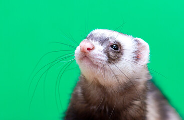 Front view of a Ferret looking at the camera, isolated on green background