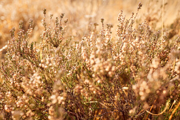 High Fens landscape in Fall. Forest in Autumn.