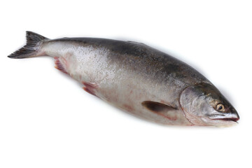 Salmon