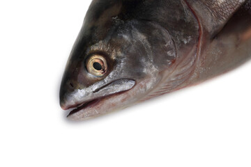 Salmon portrait