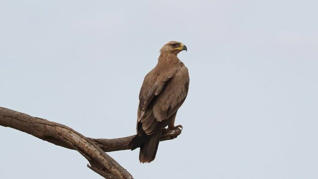 Sitting Tawny Eagle - Aquila rapax large bird of prey family Accipitridae, subfamily Aquilinae - booted eagles, African continent and Indian subcontinent,  sitting and flying away.