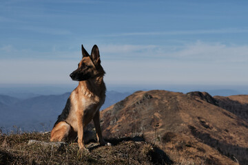 Tourist dog sits and rests on top of mountain after hard climb up. Outdoor activities in nature reserve and national Park. German Shepherd traveler in mountains.