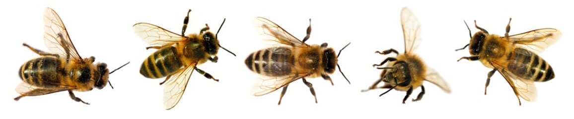 bee isolated, Set five bees or honeybees Apis Mellifera - obrazy, fototapety, plakaty