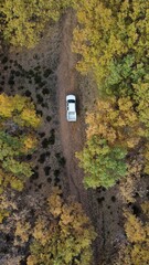 Aerial view of a vehicle on a road in the forest