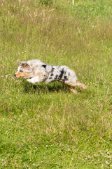 blue merle Australian shepherd puppy dog runs and jump on the meadow of the Praglia in Liguria in Italy