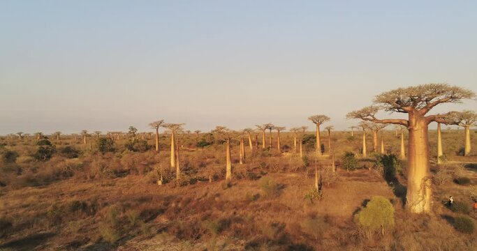 Aerial view on baobabs at sunset in Morondava, Manabe, Madagascar, 