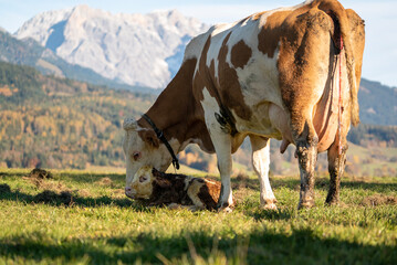 Fototapeta na wymiar new born calf and mother cor in the mountains