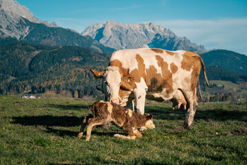 cow and calf in the mountains © Klima-Media