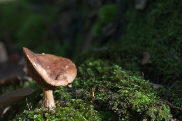 Champignon sur lit de mousse