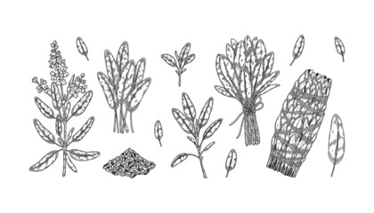 Set of hand drawn sage branches and leaves. Vector illustration in sketch style