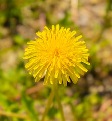 Common yellow dandelion flower