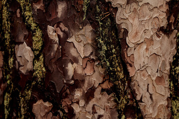High Fens landscape in Fall. Forest in Autumn.