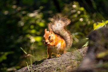 Fluffy squirrels sit on a log in the forest, eat a nut and bask in the sun, close-up