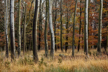 Obraz premium High Fens landscape in Fall. Forest in Autumn.