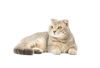 Scottish fold cat grey on white background