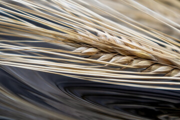 Gold dry wheat straws spikes close-up on reflective black surface background with reflection. Agriculture cereals seeds, summer harvest time
