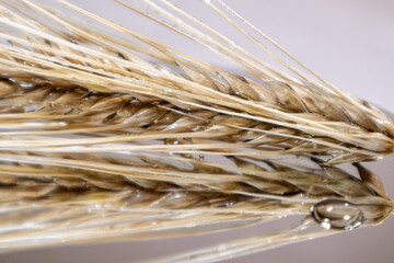Gold dry wheat straws spikes close-up on mirror glass background with reflection and water drops. Agriculture crops seeds, summer harvest