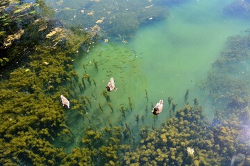 Ducks on a clear waters of the White Lake with underwater vegetation clearly seen in Gatchina, near Saint Petersburg, Russia