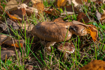 Mushrooms of grow in autumn grass under fallen leaves in sunny autumn day