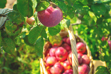 A wicker basket full of juicy red apples stands among the greenery of the apple tree, a ripe red apple hangs on a branch of an apple tree. Harvesting juicy red apples on the farm