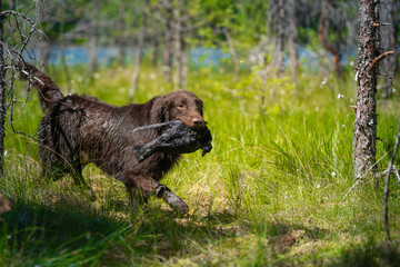 Beautiful chocolate flat-coated retriever carrying a shot down game in its mouth.