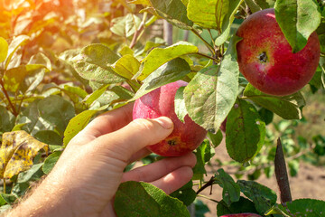 A man's hand reaches out to a branch of an apple tree to pick a ripe red apple.