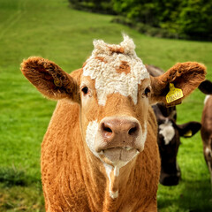 Curious young bullock close up