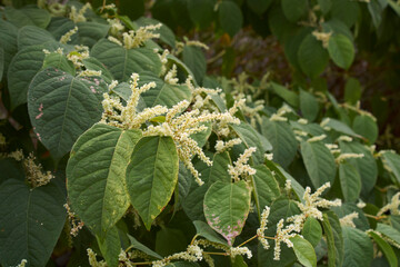 Reynoutria japonica in bloom