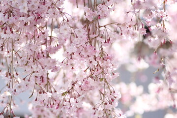 枝垂れ桜