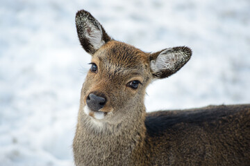 Western roe deer cute portrait in winter, Germany, Europe