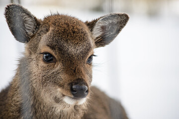 Western roe deer in winter, Germany, Europe