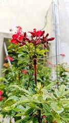 Fototapeta na wymiar Dragonfly sitting on the branch of green plant