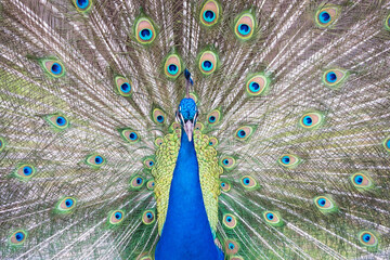 Fototapeta premium A proud peacock on top of a large granite stone.